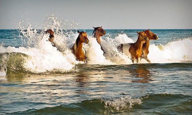 Assateague Island, Virginia and Maryland Horses